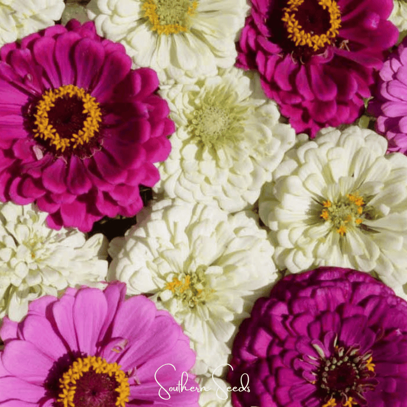Load image into Gallery viewer, Blueberry Cheesecake Zinnia – 100 Seeds
