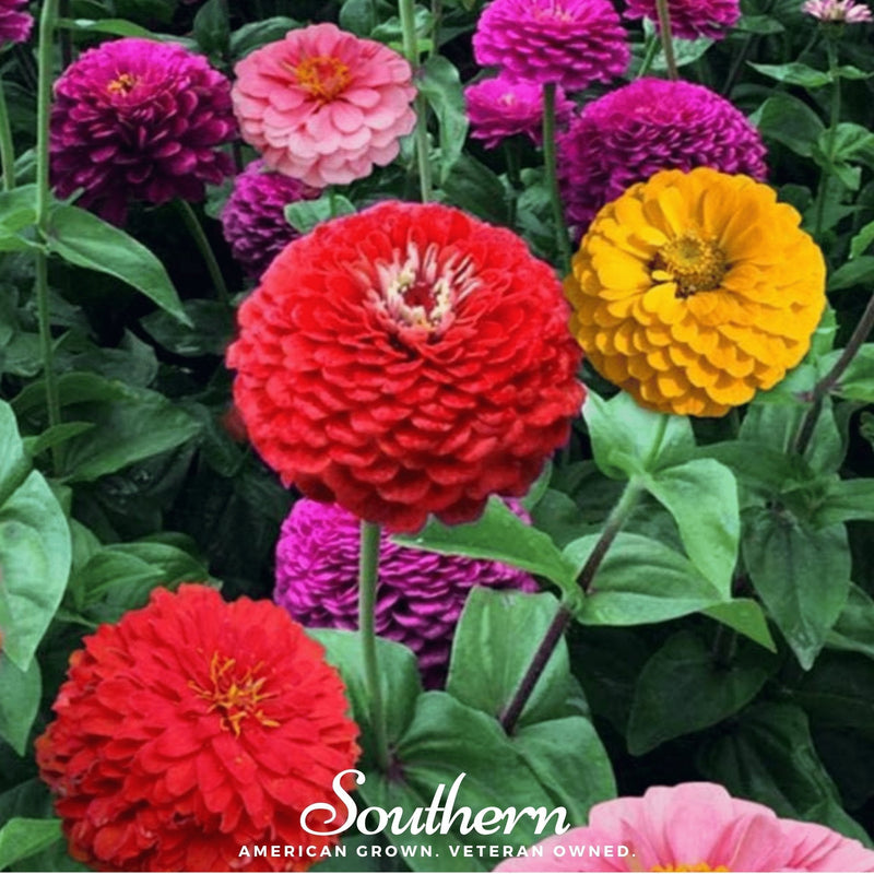 Load image into Gallery viewer, California Giants Zinnia – 100 Seeds
