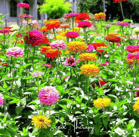 California Giants Zinnia – 100 Seeds, additional product view 2