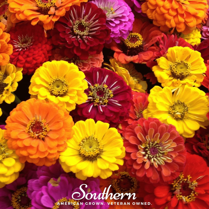 Load image into Gallery viewer, California Giants Zinnia – 100 Seeds
