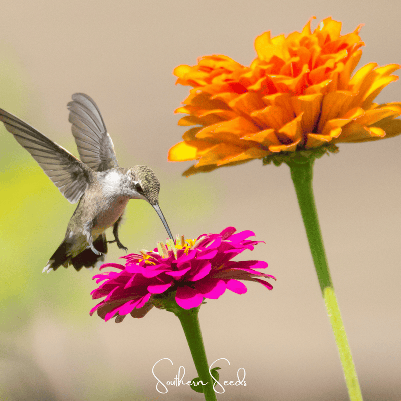 Load image into Gallery viewer, California Giants Zinnia – 100 Seeds
