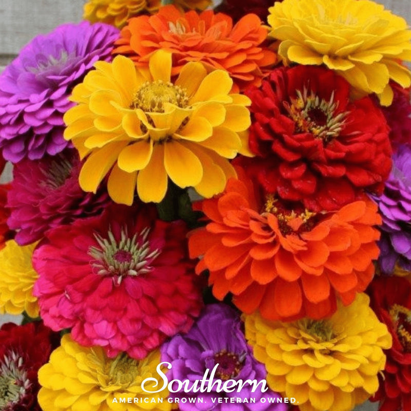 Load image into Gallery viewer, California Giants Zinnia – 100 Seeds
