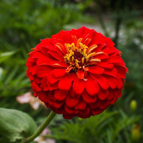 Cherry Queen Zinnia – 100 Seeds, additional product view 2