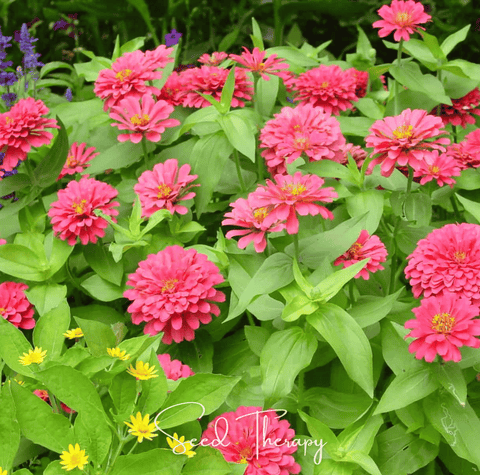 Coral Zinnia – 100 Seeds, additional product view 2