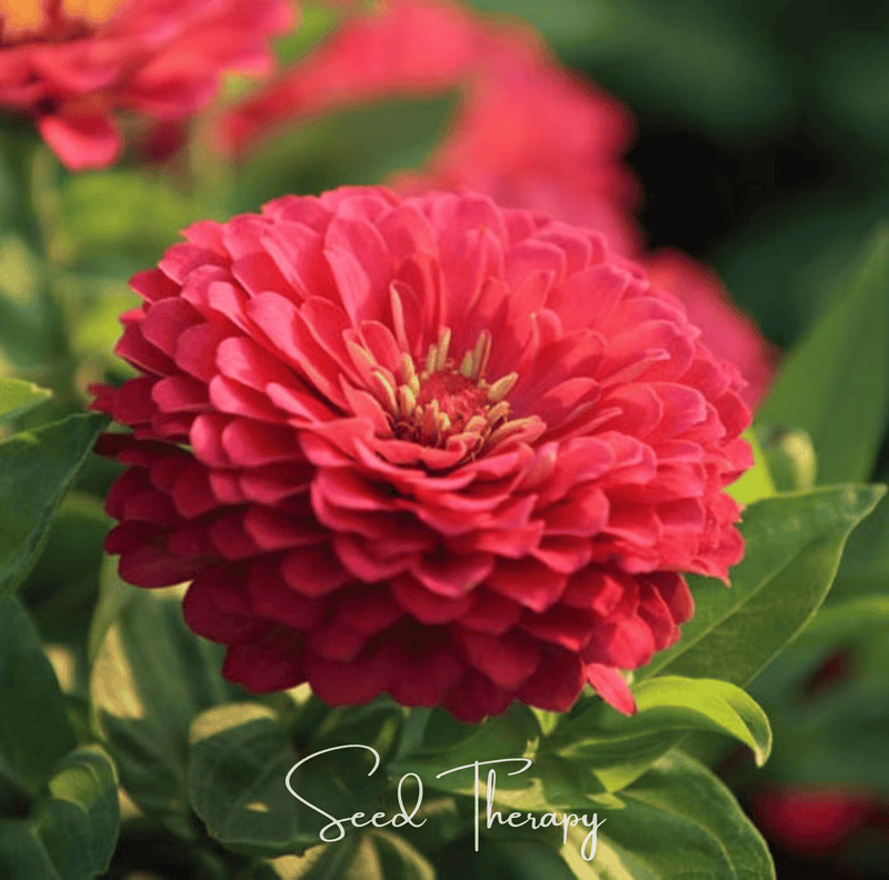 Load image into Gallery viewer, Coral Zinnia – 100 Seeds
