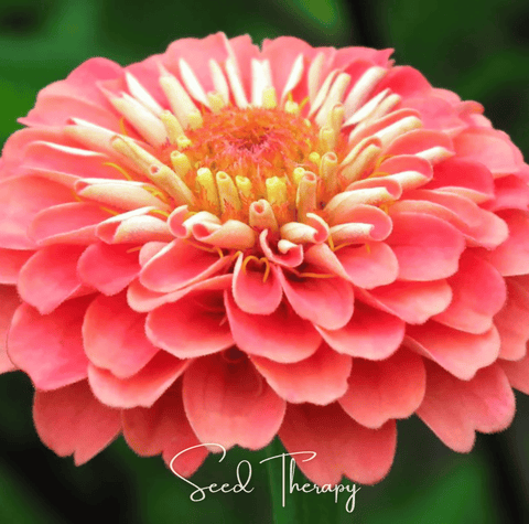 Coral Zinnia 100 Seeds