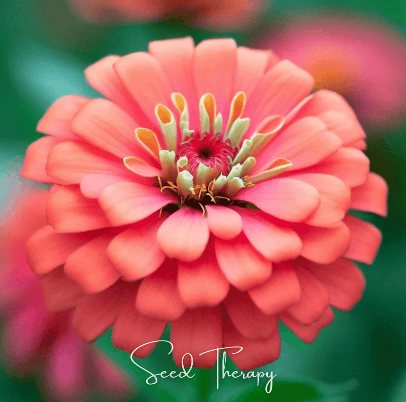 Load image into Gallery viewer, Coral Zinnia – 100 Seeds
