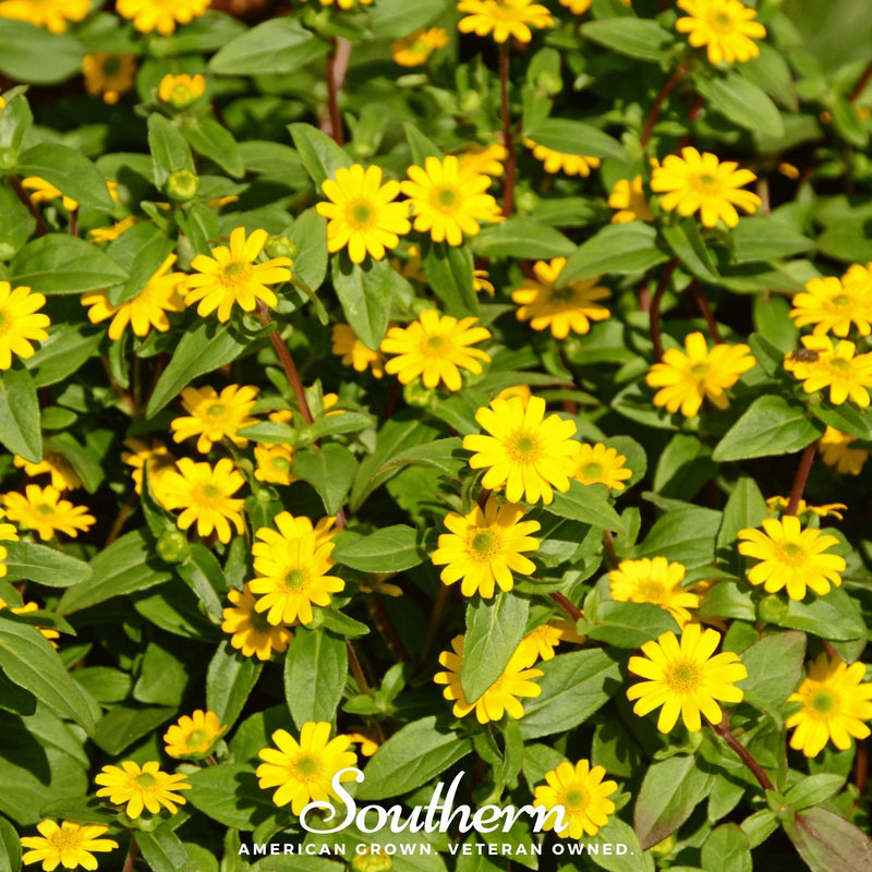 Load image into Gallery viewer, Creeping Zinnia – 100 Seeds
