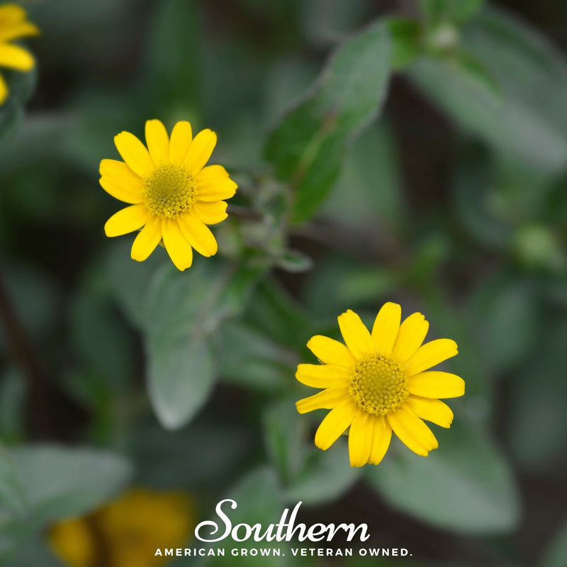 Load image into Gallery viewer, Creeping Zinnia – 100 Seeds
