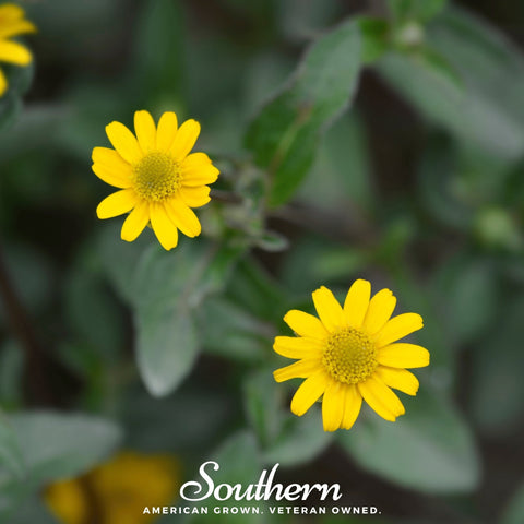 Creeping Zinnia – 100 Seeds, additional product view 2