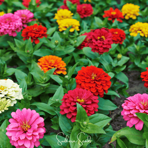 Dahlia Flowered Zinnia – 100 Seeds, additional product view 2
