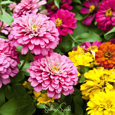 Dahlia Flowered Zinnia 100 Seeds