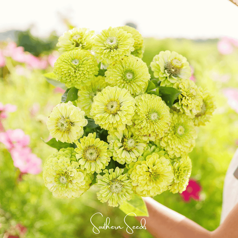 Load image into Gallery viewer, Envy Green Zinnia – 25 Seeds
