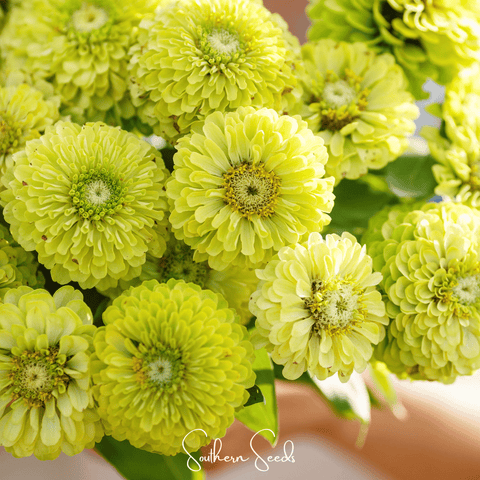 Envy Green Zinnia – 25 Seeds, additional product view 2