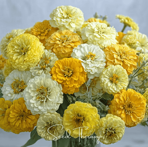 Lemon Meringue Zinnia – 100 Seeds, additional product view 2