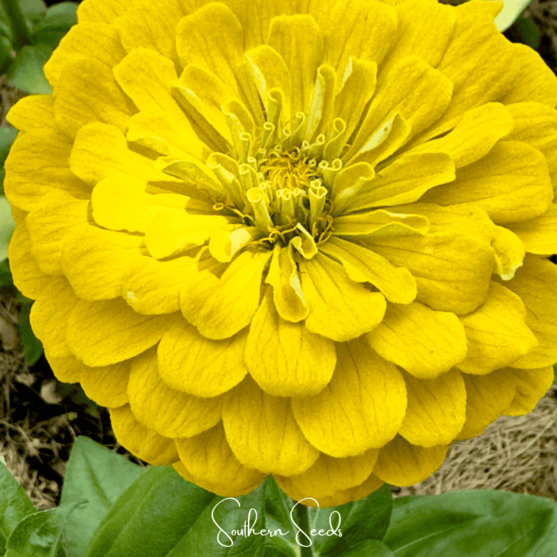 Load image into Gallery viewer, Lemon Meringue Zinnia – 100 Seeds
