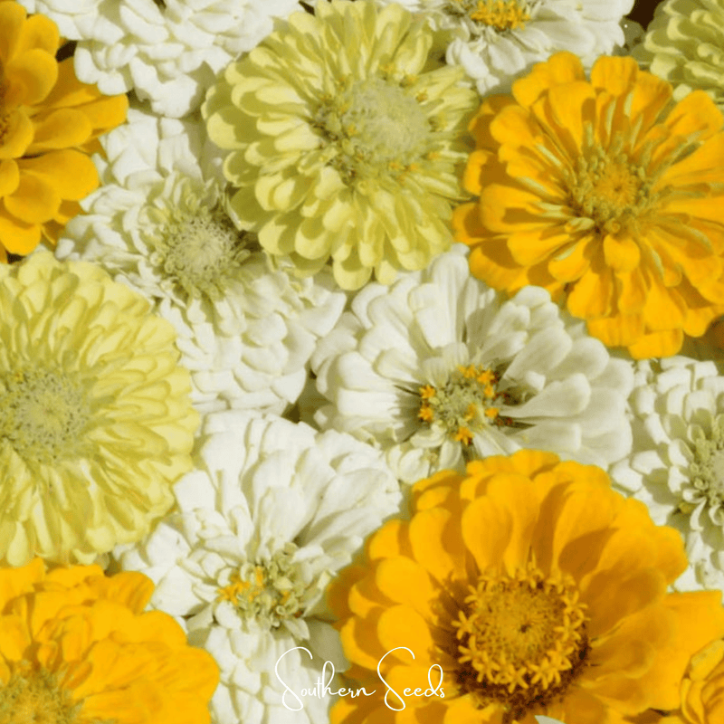 Load image into Gallery viewer, Lemon Meringue Zinnia – 100 Seeds
