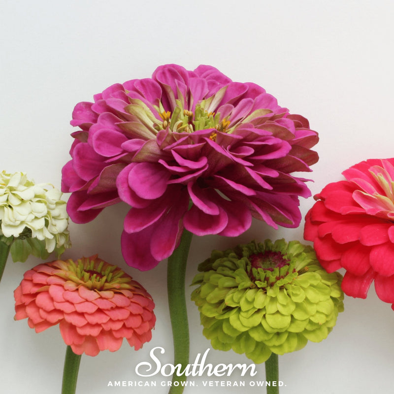 Load image into Gallery viewer, Lilliput Zinnia – 100 Seeds
