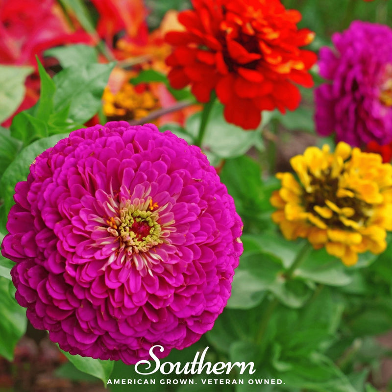 Load image into Gallery viewer, Lilliput Zinnia – 100 Seeds

