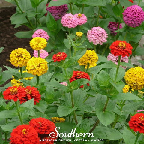 Lilliput Zinnia – 100 Seeds, additional product view 2
