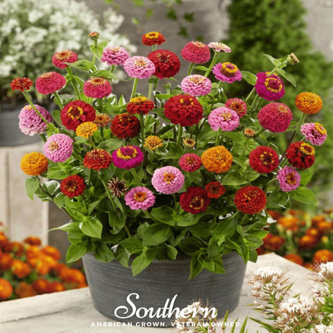 Lilliput Zinnia seeds package, 100 count, GrowTime Garden Supply