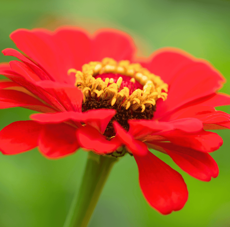 Load image into Gallery viewer, Meteor Zinnia – 100 Seeds
