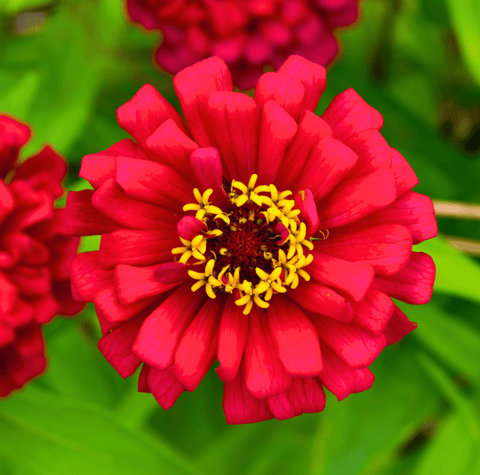 Meteor Zinnia – 100 Seeds, additional product view 2