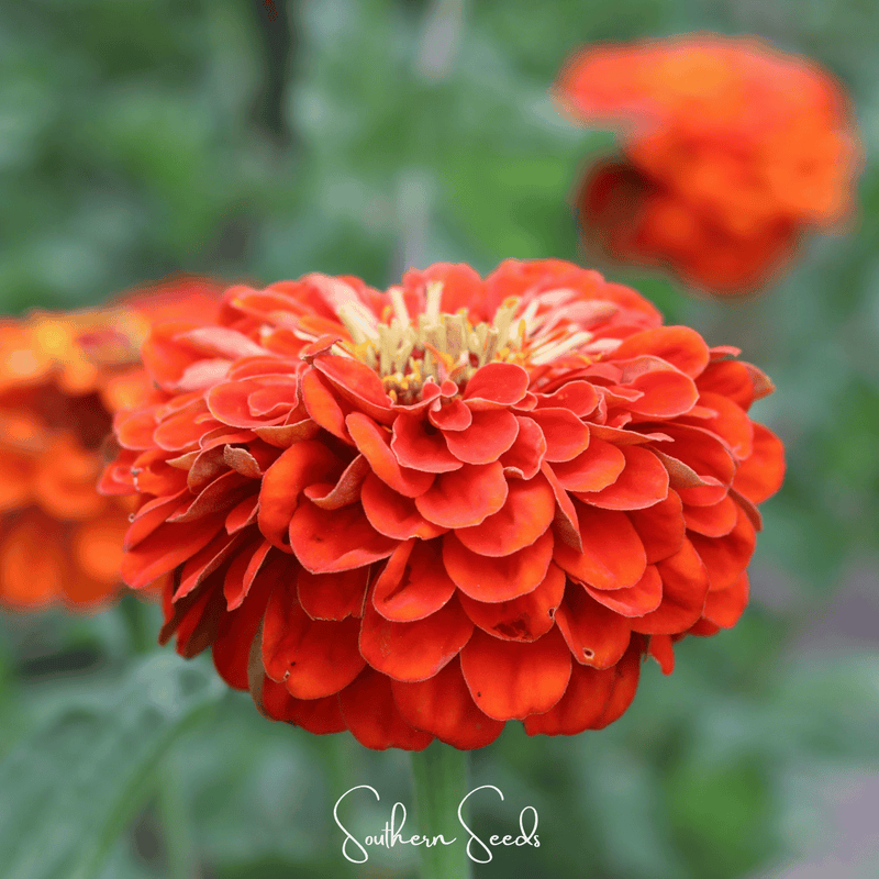 Load image into Gallery viewer, Oriole Zinnia – 50 Seeds

