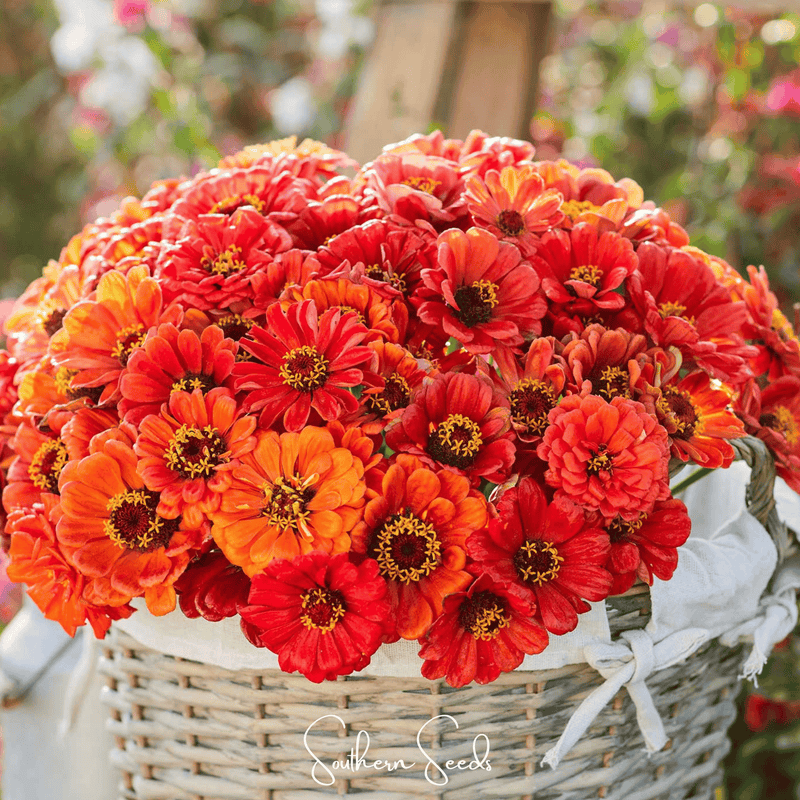 Load image into Gallery viewer, Oriole Zinnia – 50 Seeds
