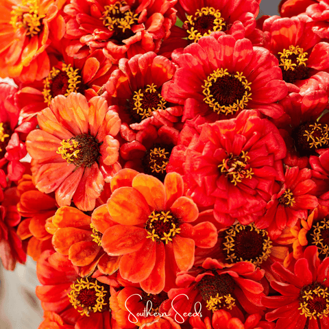 Oriole Zinnia – 50 Seeds, additional product view 2