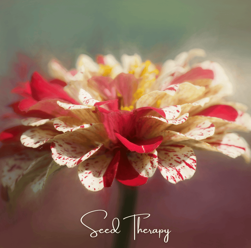 Load image into Gallery viewer, Peppermint Stick Zinnia – 50 Seeds
