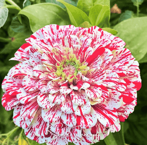 Peppermint Stick Zinnia – 50 Seeds, additional product view 2