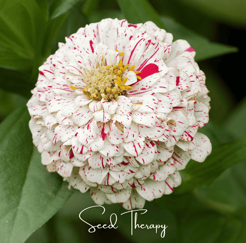 Peppermint Stick Zinnia 50 Seeds