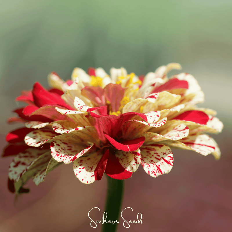 Load image into Gallery viewer, Peppermint Stick Zinnia – 50 Seeds
