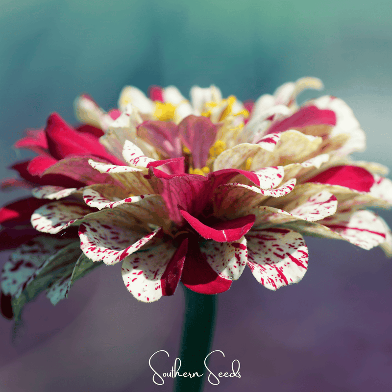 Load image into Gallery viewer, Peppermint Stick Zinnia – 50 Seeds

