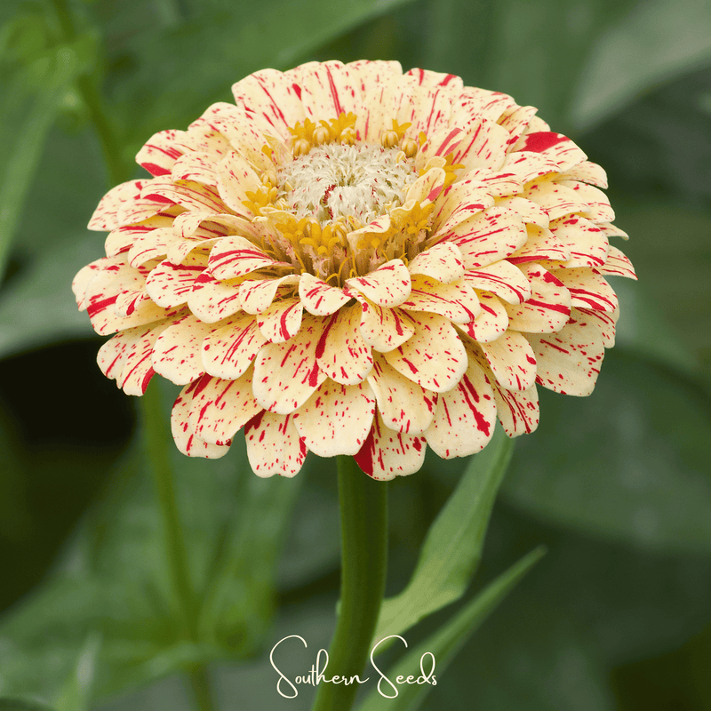 Load image into Gallery viewer, Peppermint Stick Zinnia – 50 Seeds

