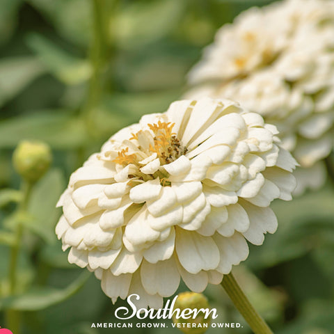 Polar Bear Zinnia – 100 Seeds, additional product view 2