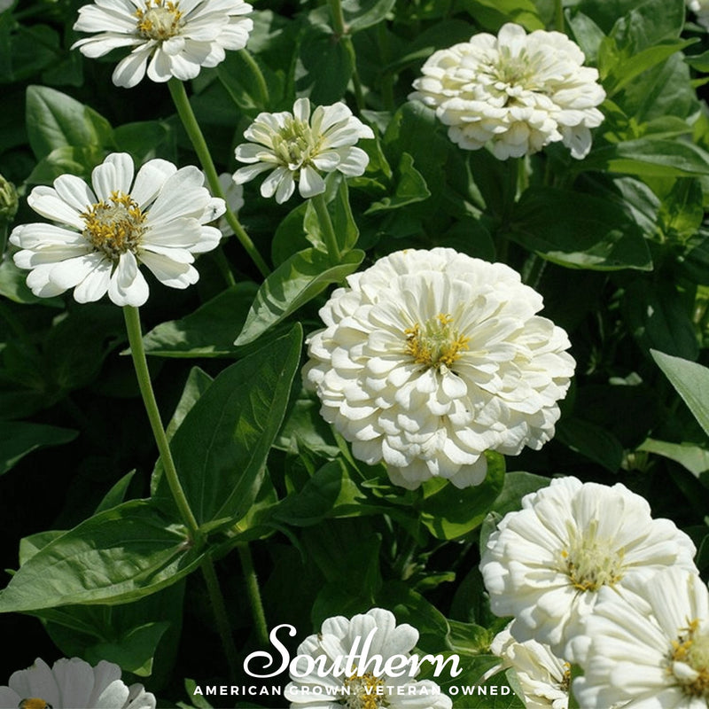 Load image into Gallery viewer, Polar Bear Zinnia – 100 Seeds
