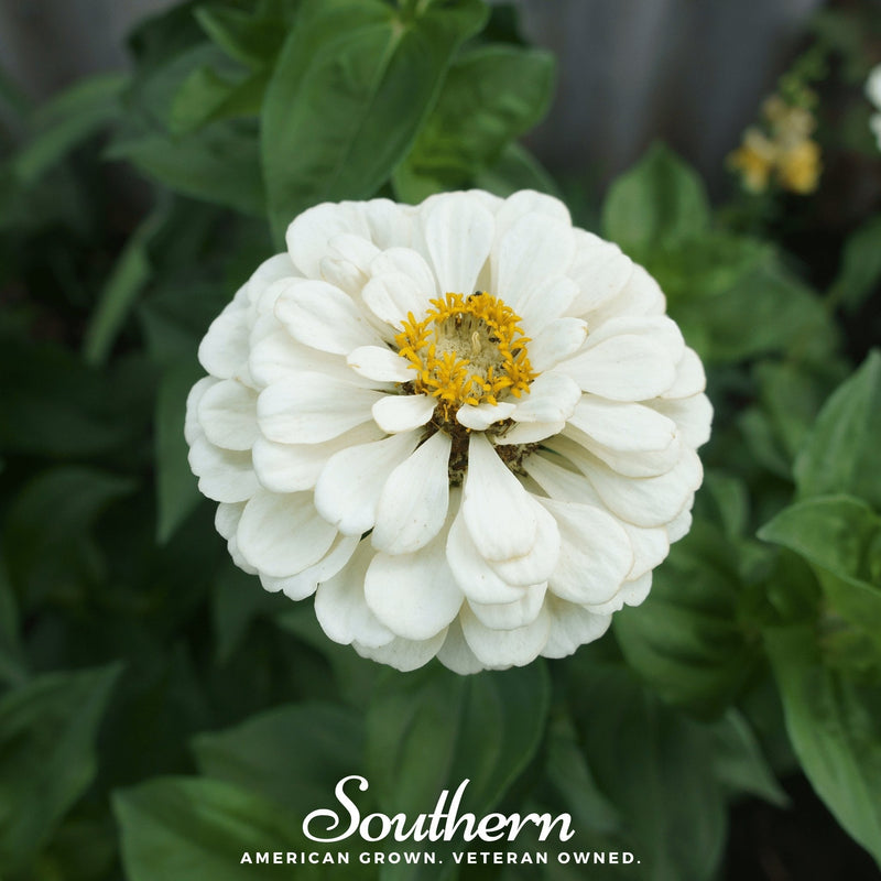 Load image into Gallery viewer, Polar Bear Zinnia – 100 Seeds
