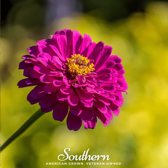Purple Prince Zinnia – 100 Seeds