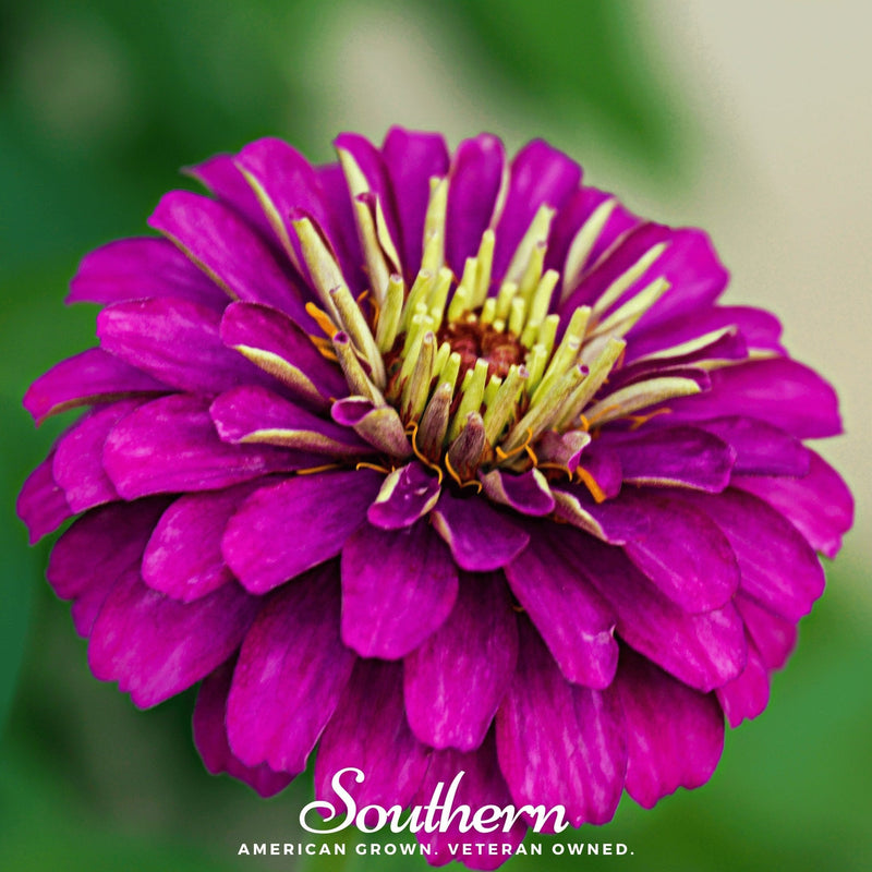 Load image into Gallery viewer, Purple Prince Zinnia – 100 Seeds
