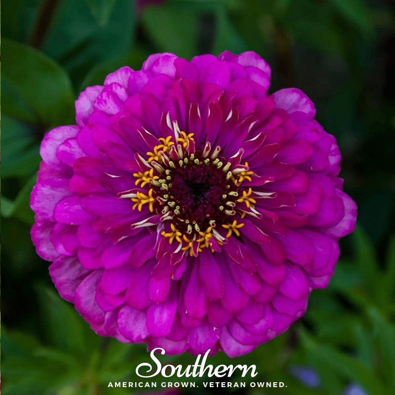 Load image into Gallery viewer, Purple Prince Zinnia – 100 Seeds
