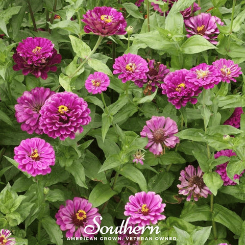 Purple Prince Zinnia – 100 Seeds, additional product view 2