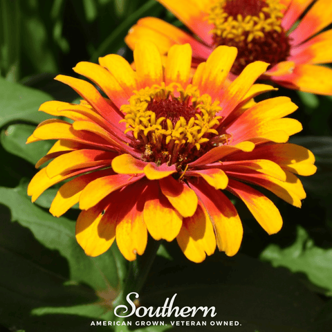 Sombrero Zinnia – 50 Seeds, additional product view 2