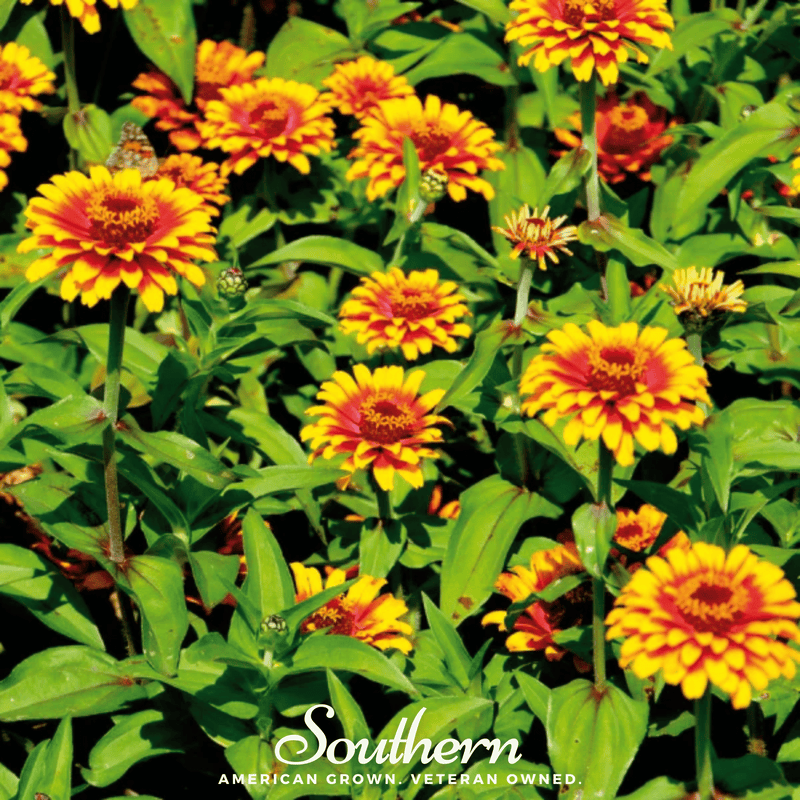 Load image into Gallery viewer, Sombrero Zinnia – 50 Seeds
