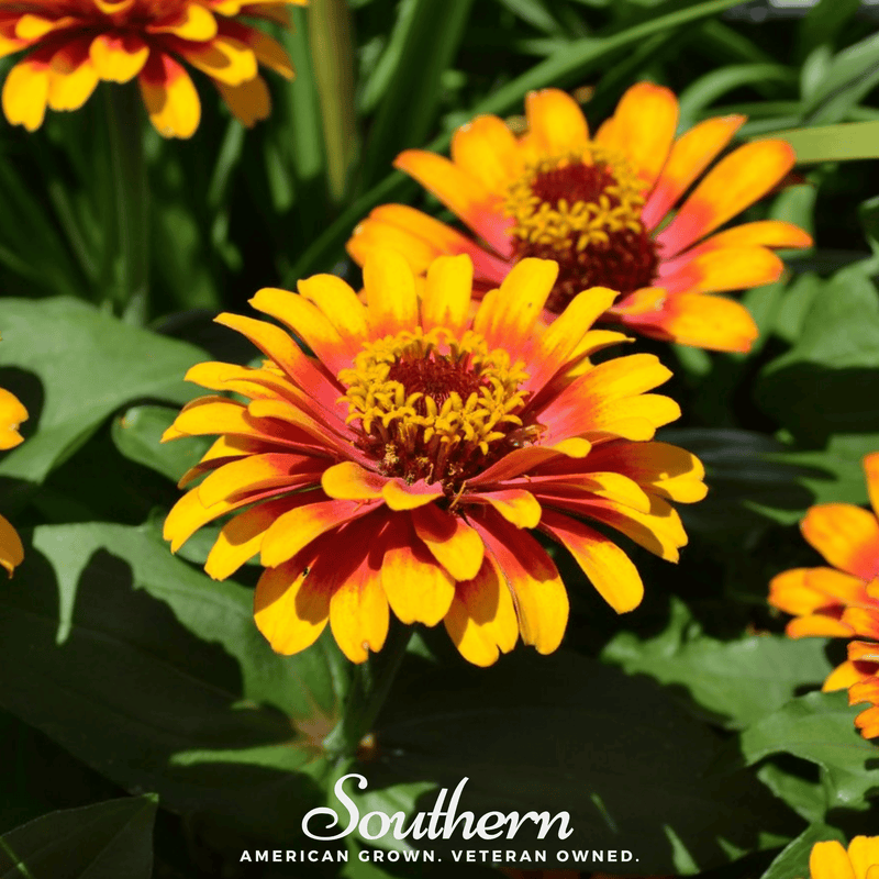 Load image into Gallery viewer, Sombrero Zinnia – 50 Seeds
