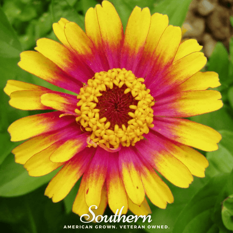 Sombrero Zinnia 50 Seeds