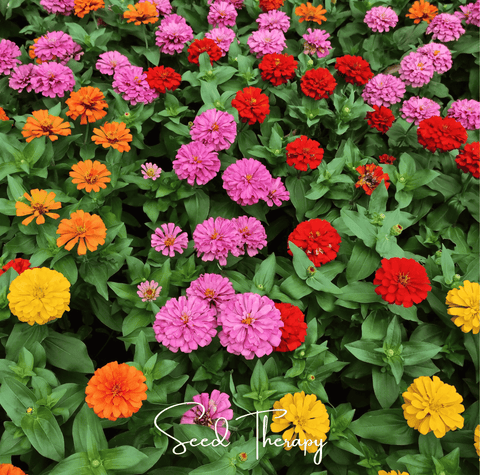 Thumbelina Dwarf Zinnia 100 Seeds