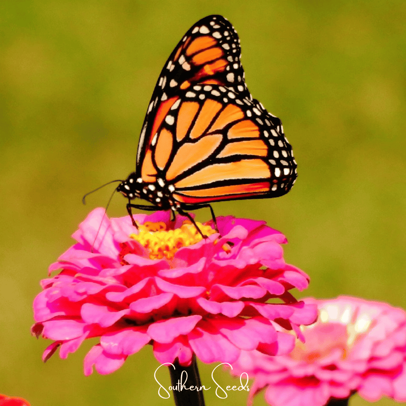 Load image into Gallery viewer, Thumbelina Dwarf Zinnia – 100 Seeds
