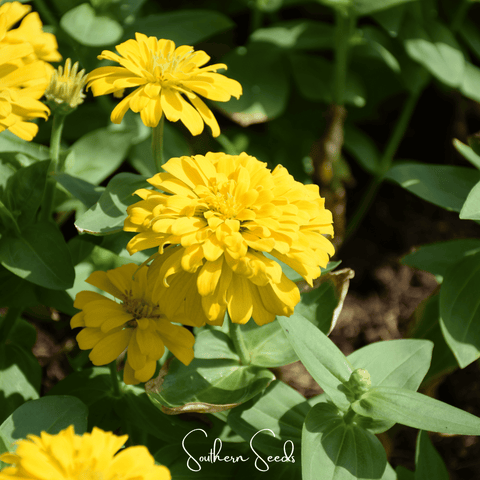 Thumbelina Dwarf Zinnia – 100 Seeds, additional product view 2